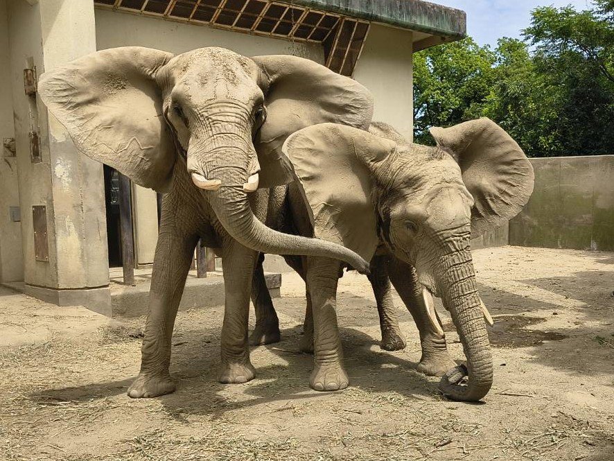 kumamotocityzoo's tweet photo. この度の地震では、ご心配をおかけしました。
当園の動物や職員は、みな無事です。園内の被害も小さく、電気・水道も使用できています。

被災された皆様に心よりお見舞い申し上げるとともに、これ以上被害が広がらないことを願っています。
#熊本市動植物園
#元気だけん安心してね https://t.co/r6Es6ckFJR