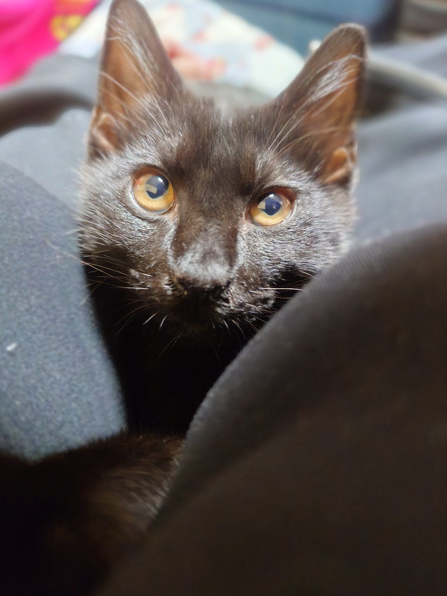 Sn0w_candygames's tweet photo. うちの子がかわいすぎる🐾

#黒猫 https://t.co/aT99ChjdKI