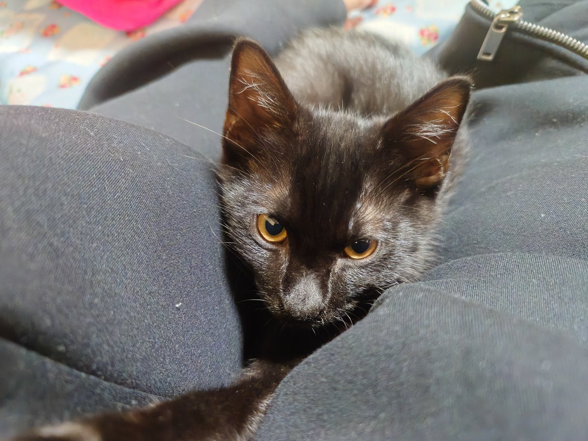 Sn0w_candygames's tweet photo. うちの子がかわいすぎる🐾

#黒猫 https://t.co/aT99ChjdKI