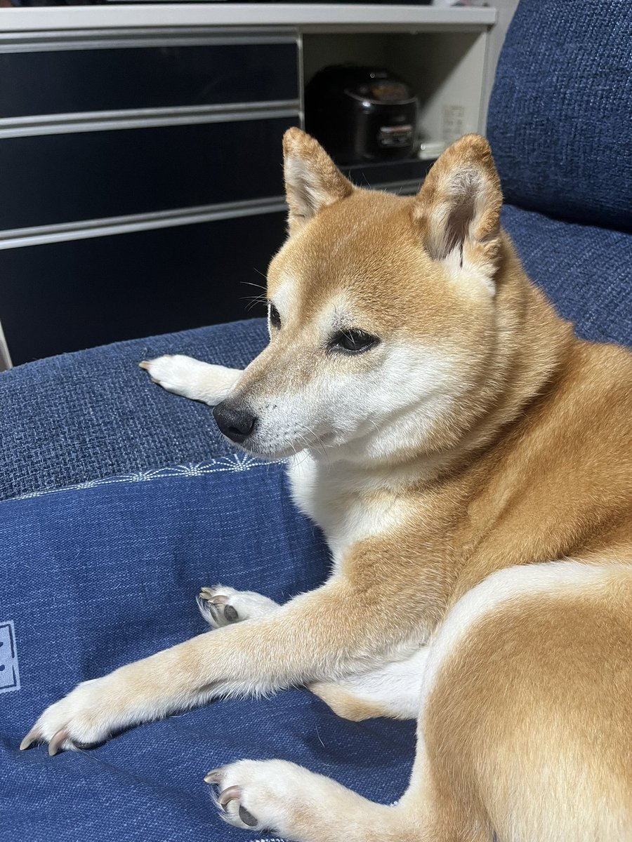 mmchann_12's tweet photo. いぬ https://t.co/4pNYi0JQ4r