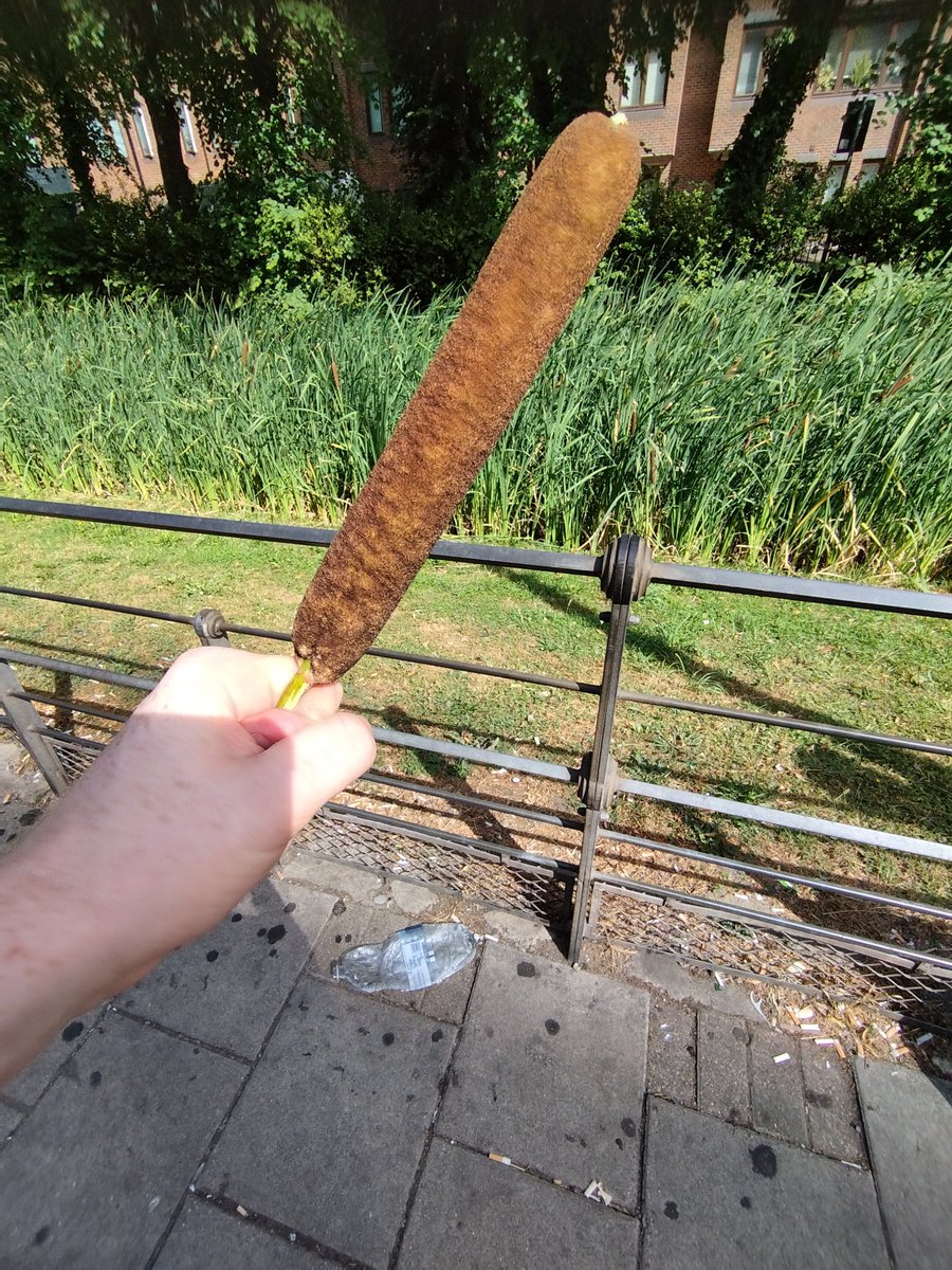 KazIsFloofy's tweet photo. Free corn dogs! https://t.co/mebpHQM66e