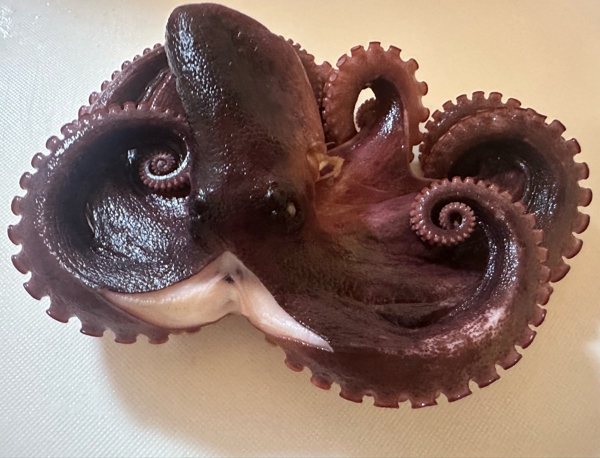 gtbt315's tweet photo. 今日は🐙さんGET!
半分刺身で、半分炊き込みご飯にしよ〜 https://t.co/IXDcvC0FhL