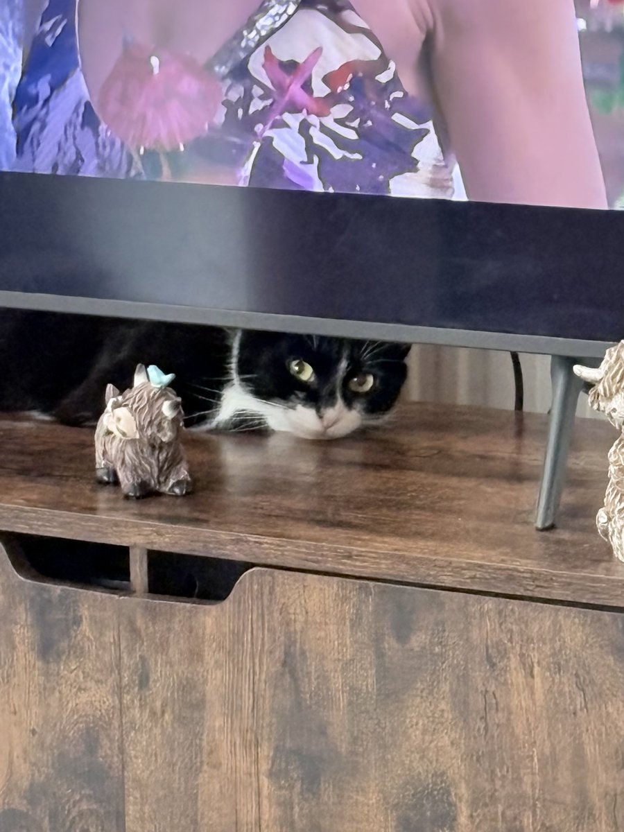 bratpetals's tweet photo. I’m house sitting for my parents for two weeks and one of their cat hates me😭😭😭😭 https://t.co/k8gLX0ULZ9
