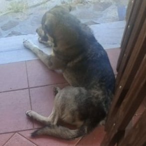 Ivan_meetsGIJoe's tweet photo. Oggi parleremo del #Mannarino, quadrupede in estinzione affetto dal bias della superiorità illusoria.Per la sua stup!d!tà è spesso allontanato dal branco,vivendo in isolamente.Tende a riprodursi con altri mammiferi. Si nutre di bufale sinistr0idi.Fa parte del ramo dei Cojoniferi https://t.co/Fk24swLchG