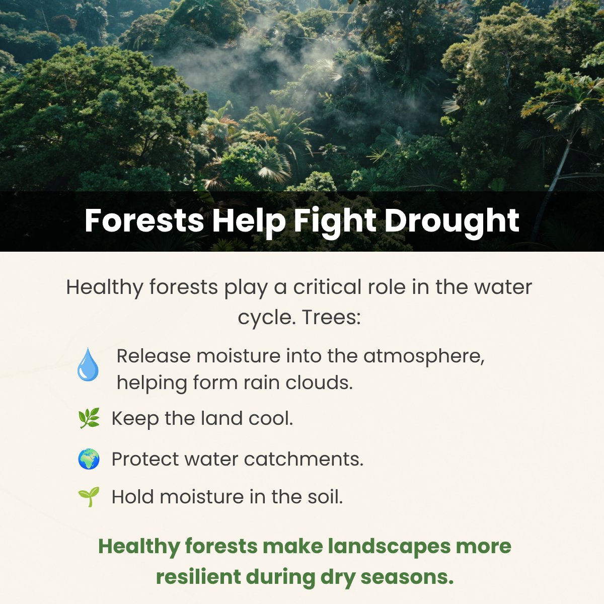 GreenBeltMovmnt's tweet photo. Healthy forests do more than store carbon they regulate rainfall, protect water sources and strengthen resilience to drought. 🌳

When forests disappear, droughts worsen, food production declines and food prices rise.

Protect forests. Protect our future. 🌍

#TeamGBM https://t.co/IgIOXUIsxu