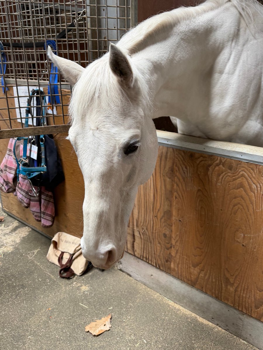 dmduyd's tweet photo. サラブレッドガイドで会えた、ハヤヤッコ🐴
馬房から顔出ししてくれて、嬉しかったです😊

#ハヤヤッコ
#サラブレッドガイド
#ノーザンホースパーク https://t.co/sEei68cgao