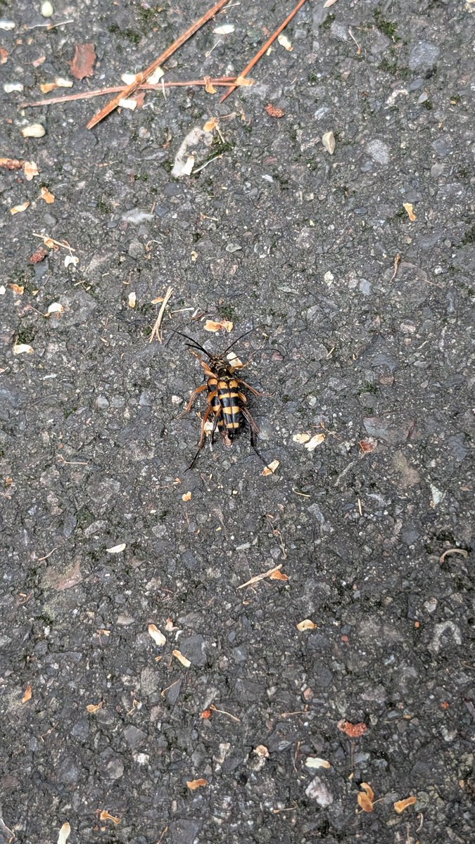 MASURAO92723170's tweet photo. 散策路でヨツスジハナカミキリがイチャイチャしてた。
頑張って子孫のこせよ。 https://t.co/mOaux1TXXi