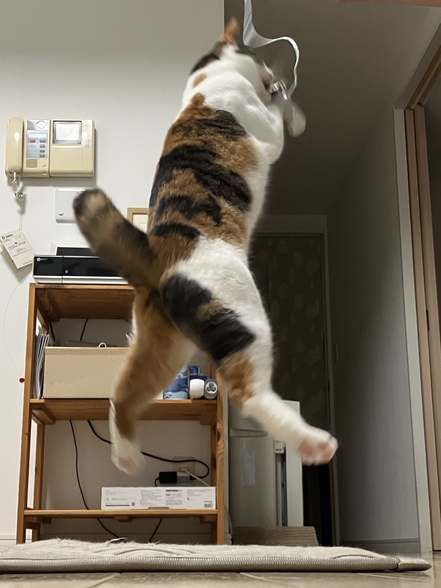 matsuri_the_cat's tweet photo. ぴょーい(画像4枚 https://t.co/FYJSxUhQme