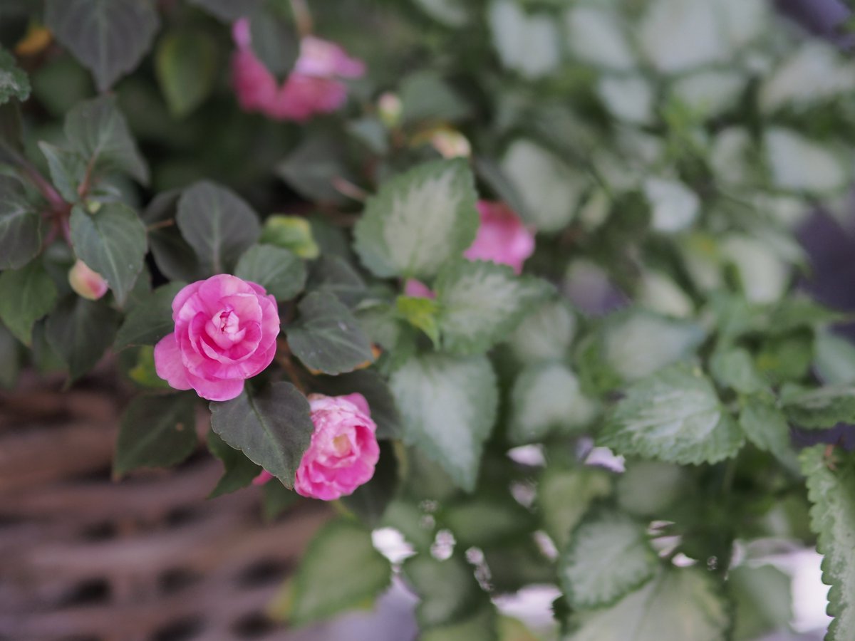 kyoro_e_pl6's tweet photo. 可憐に咲くバラ咲きインパチェンス🌹

#神戸布引ハーブ園
#布引ハーブ園

OLYMPUS PEN Lite E-PL6
M.ZUIKO DIGITAL ED 75mm F1.8 https://t.co/cuxPbBmkty