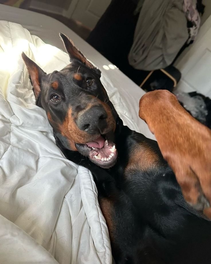 knottietammy's tweet photo. The only one who never leaves my side🐾🥰
All exclusive videos🐾😍 DM me for more dropbox menu🔞 via my private link below ↙

https://t.co/xE0mBvQXID
https://t.co/xE0mBvQXID
https://t.co/xE0mBvQXID

#doglovers #beastiality #zoophillia #me #doggystyle #zoolovers #premium #love https://t.co/TiixBL8Lrd