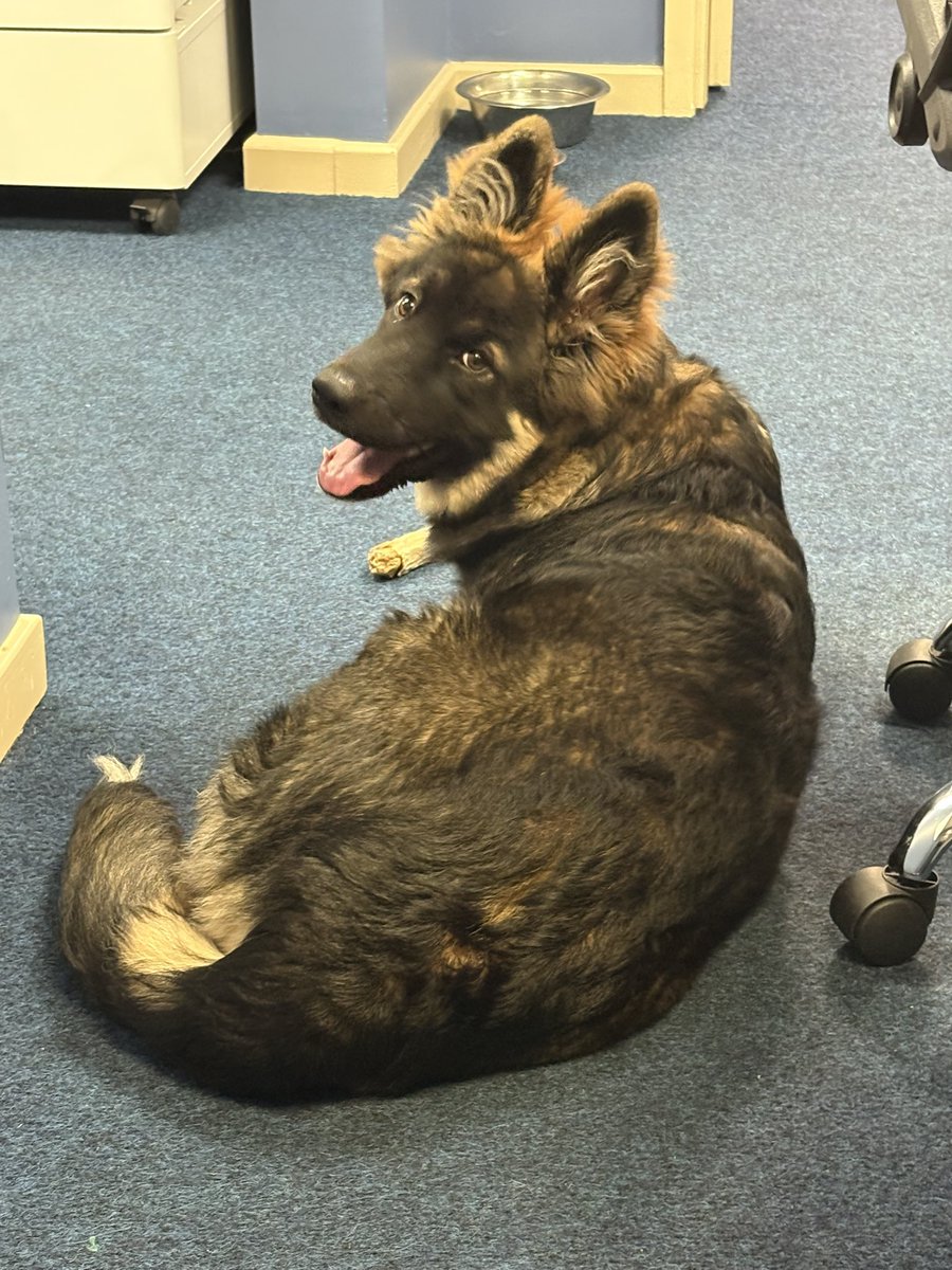 bearded_dom's tweet photo. 3 hours sleep last night was just not enough for work today 🥱 I need more coffee ☕️ At least I have my girl with me in the office today 🥰🐶🐾 https://t.co/auD8bAYwYz