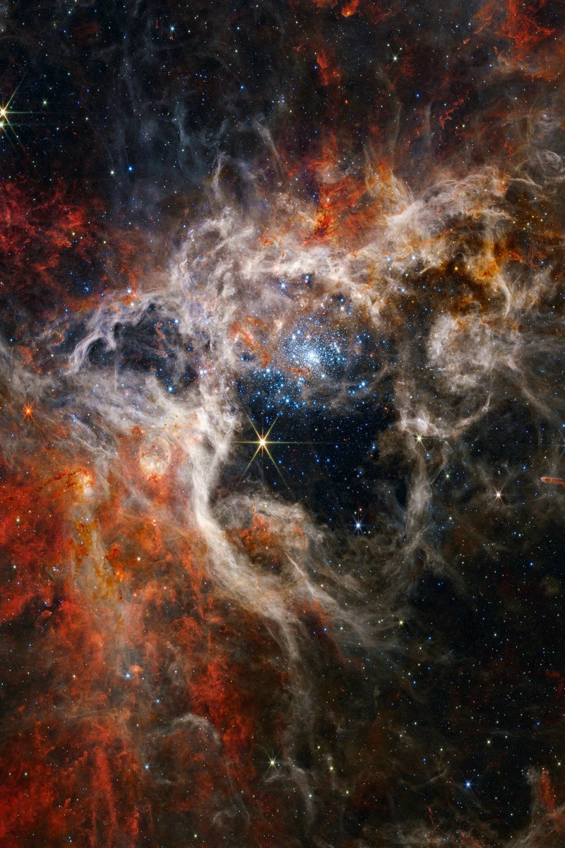 konstructivizm's tweet photo. ✨ The Tarantula Nebula in the neighboring Large Magellanic Cloud, captured by the James Webb Space Telescope

This is the largest "stellar nursery" (spanning a thousand light-years) in the Local Group of galaxies; a colossal molecular cloud once existed here, giving birth to a whole generation of young stars, while others are still in the process of forming. The Tarantula Nebula is home to some of the hottest and most massive stars known—some millions of times brighter than the Sun. The intense radiation from these massive, pale-blue stars disperses clouds of gas and dust and causes them to glow, creating a bubble of empty space at the center that is visible even to us from a neighboring galaxy.

The further one moves from the region of hot, young stars, the denser the clouds of gas and dust become—material driven here by the stellar winds of those massive luminaries. Here, the gas takes on a rust-like hue, signaling to astronomers that the nebula is rich in complex hydrocarbons. This dense gas is the raw material from which future stars will form.

🌙
