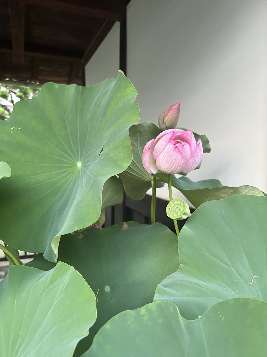 tenseisaiko's tweet photo. https://t.co/h6U0Pb2iwP