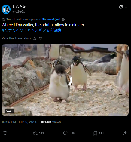 MarioPrezidente's tweet photo. This is good

A penguin in Japan named ヒナ is going viral because she was born with NO FLIPPERS

Hina is a disabled penguin and HAS NO FLIPPERS but SHE IS THE LEADER of the GROUP

'Where Hina walks, the adults follow in a cluster'

Hina is The Übermensch penguin

Proof of name is on the tweet
https://t.co/JxufXC6yIK
