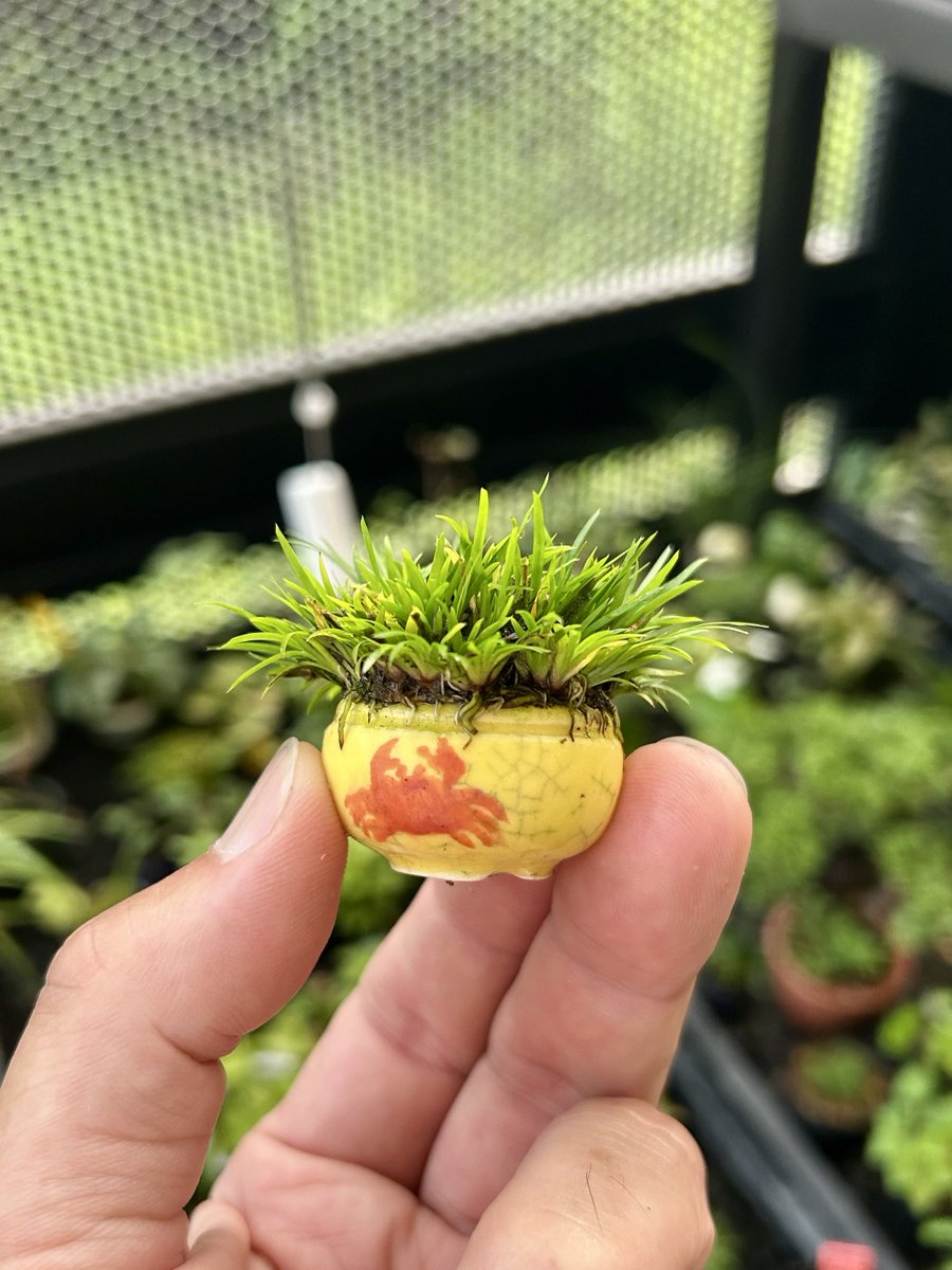 Daisuk_Goto's tweet photo. 姫セキショウとカニ🦀

新品では見えなかった表情が、貫入に色が入ることで少しずつ現れてきました😊

樹や草だけでなく、器もまた時を重ねて育っていきますね！

鉢は信心さん https://t.co/2wgv44cpEN