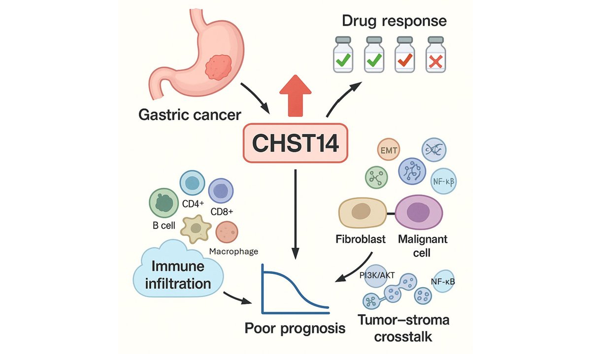 OAE_JCMT's tweet photo. Deciphering the role of CHST14 in gastric cancer through in silico analysis

DOI: https://t.co/HhU9E9Q0CH

#CancerResearch #GastricCancer #Oncology #Bioinformatics #JCMT https://t.co/uEv1asUlOg