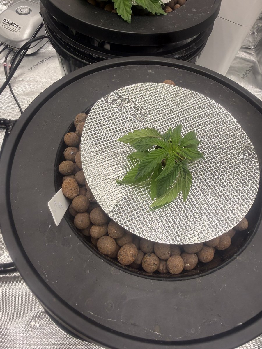 CannaTurkey_'s tweet photo. Hello @RomulanJake this is my first grow, Gingers and spiced sugar, overwatered every single plant with rockwool but they quickly recovered. Just flipped to flower after a 4 week veg in rdwc. Do you have any information about spiced sugar flowering time? https://t.co/oeegC5aThb