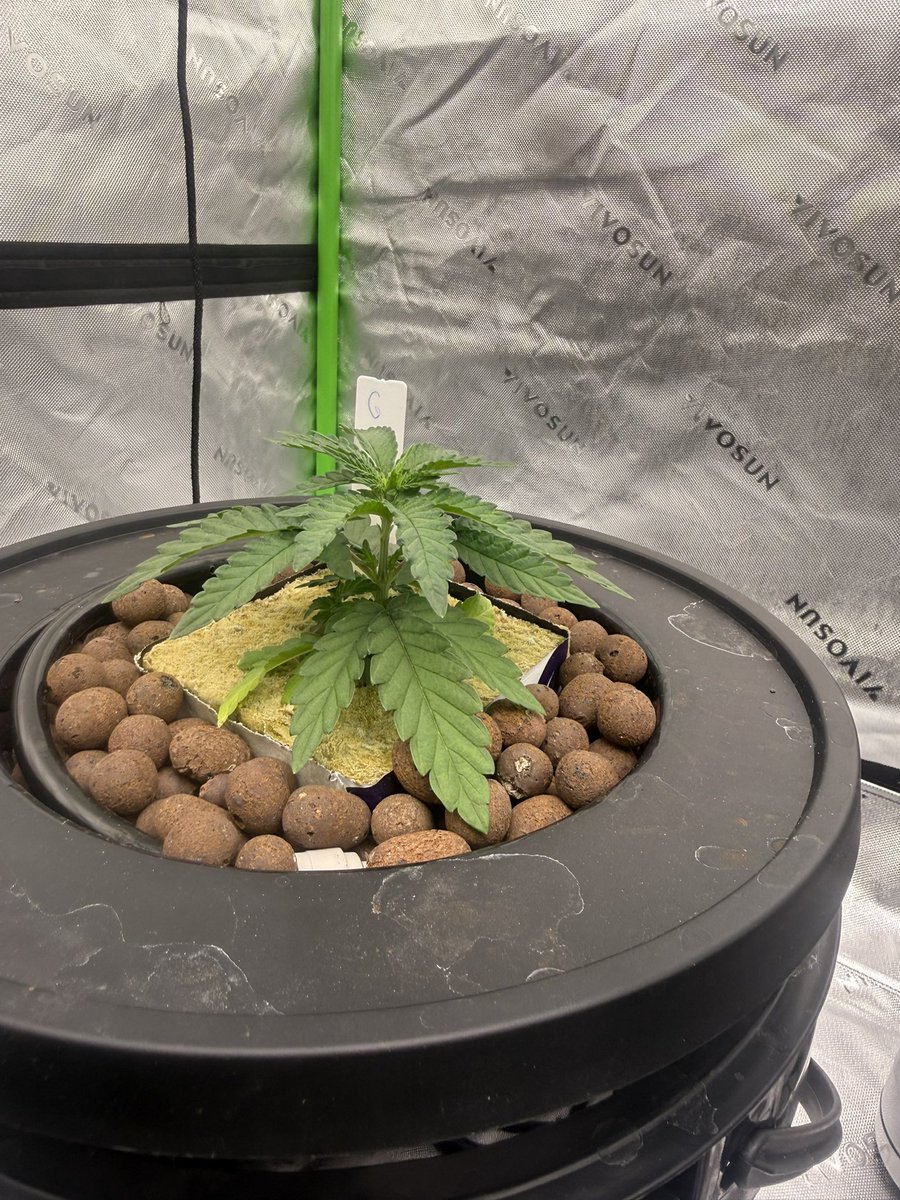 CannaTurkey_'s tweet photo. Hello @RomulanJake this is my first grow, Gingers and spiced sugar, overwatered every single plant with rockwool but they quickly recovered. Just flipped to flower after a 4 week veg in rdwc. Do you have any information about spiced sugar flowering time? https://t.co/oeegC5aThb