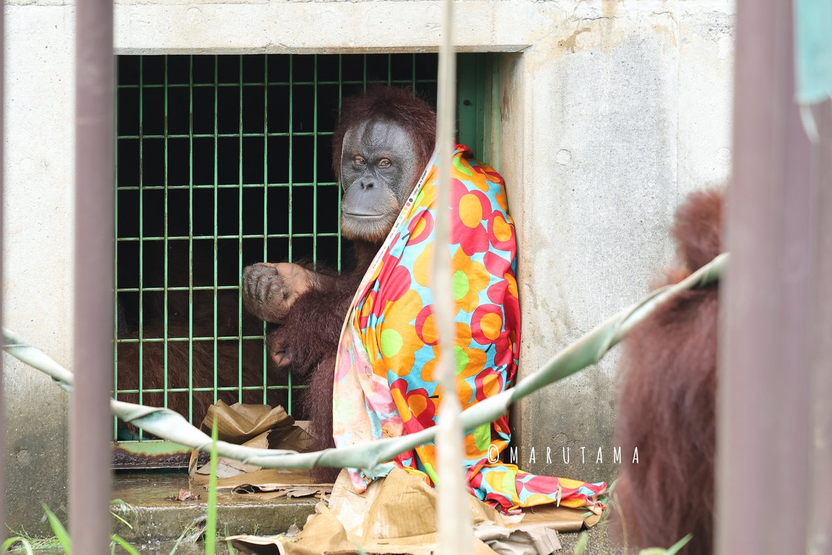 teichan2014's tweet photo. リリーちゃんは優しいお姉さん😊
2026.7.28
#市川市動植物園　#リリー　#ポポ　
#スマトラオランウータン https://t.co/LG3u8ZhPm6