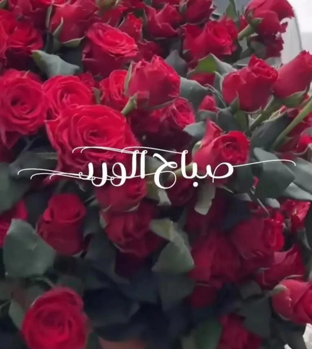 zahrat_lotas's tweet photo. @WedadFekry55 صباااح والحب والاحساس حبيبتي ❤️ https://t.co/jnJ9uk7JHV