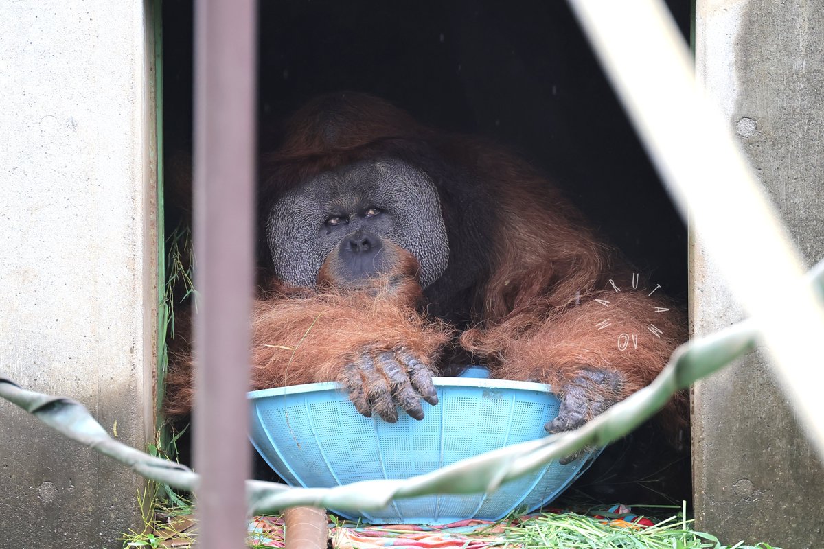 teichan2014's tweet photo. 雨宿り☂️
2026.7.28
#市川市動植物園　#イーバン
#スマトラオランウータン https://t.co/9O30bWlj3U