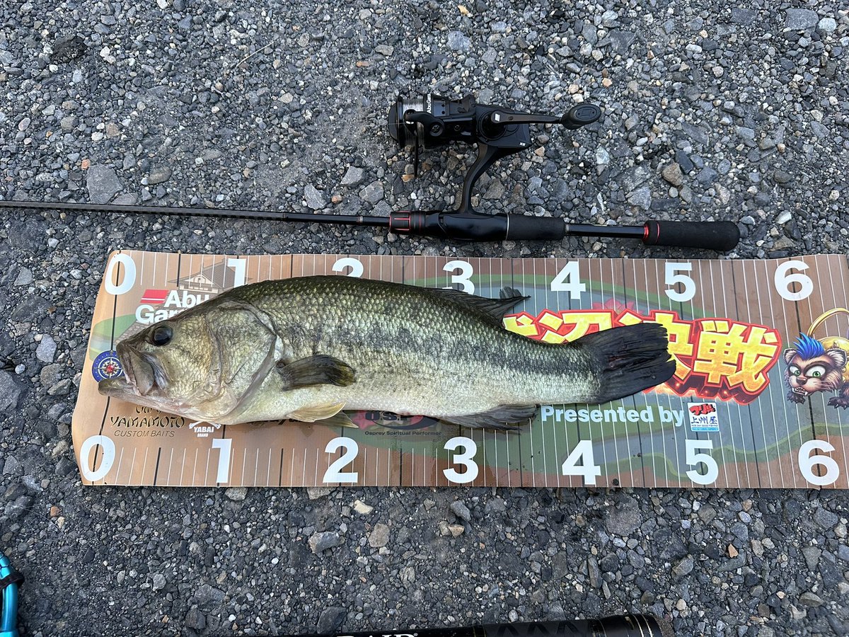 piguret18's tweet photo. 久々のしごおわ🐟
すぐ見えた魚にダイソーセンコー投げたら痩せ気味フィッシュ😂
#バス釣り #サイトフィッシング https://t.co/VmaaAxS1PZ