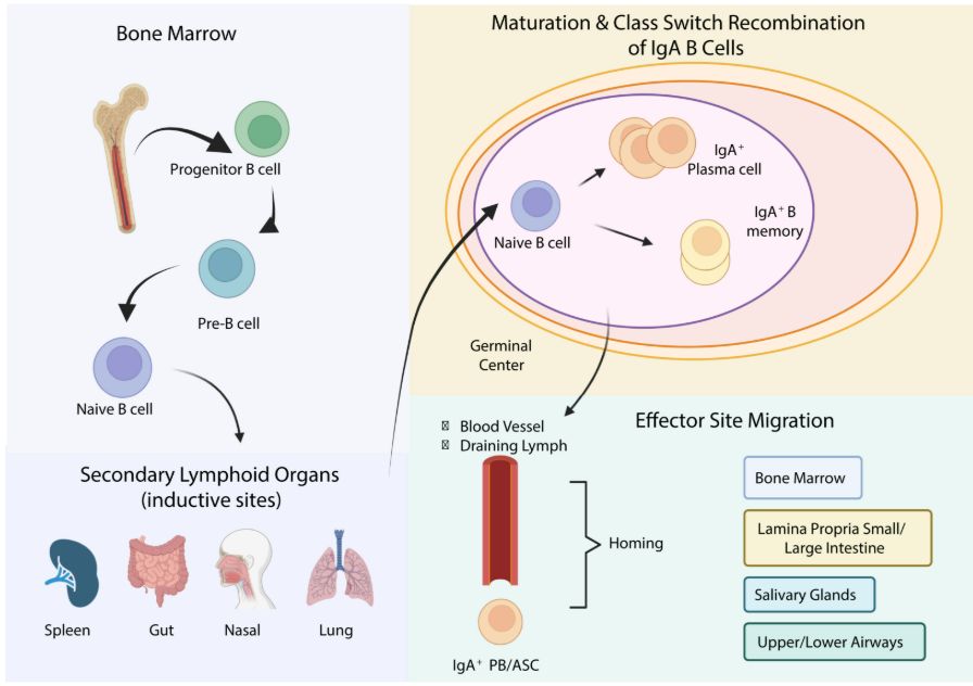 AJKDonline's tweet photo. NEW on the #AJKDBlog: 

@Maximal_Change interviews @DanaRizk1 on B-Cell Modulators in IgA Nephropathy https://t.co/croRoOIz8t https://t.co/ooEuqnA6zH