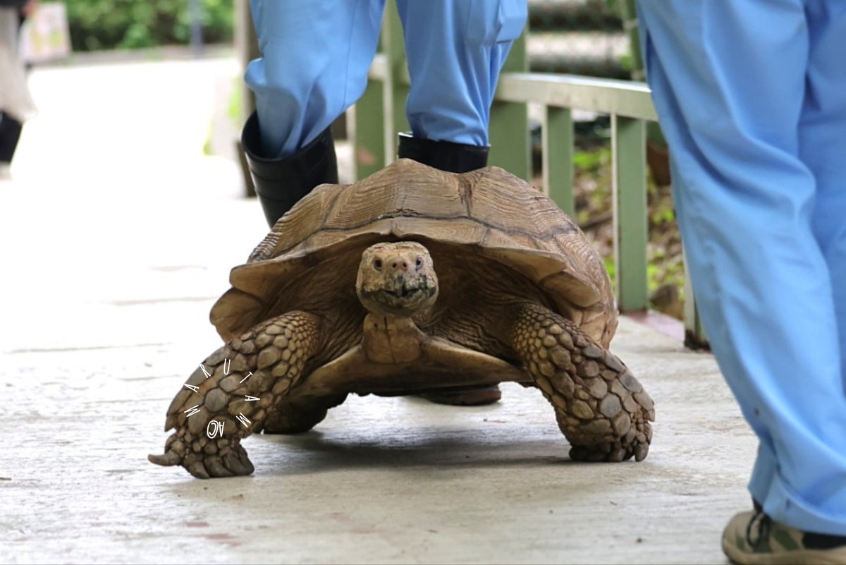 teichan2014's tweet photo. 散歩の域を超えるくらい歩くね🐢😊
2026.7.28
#市川市動植物園
#ケヅメリクガメ　#アンディ https://t.co/F0w2evzN8r