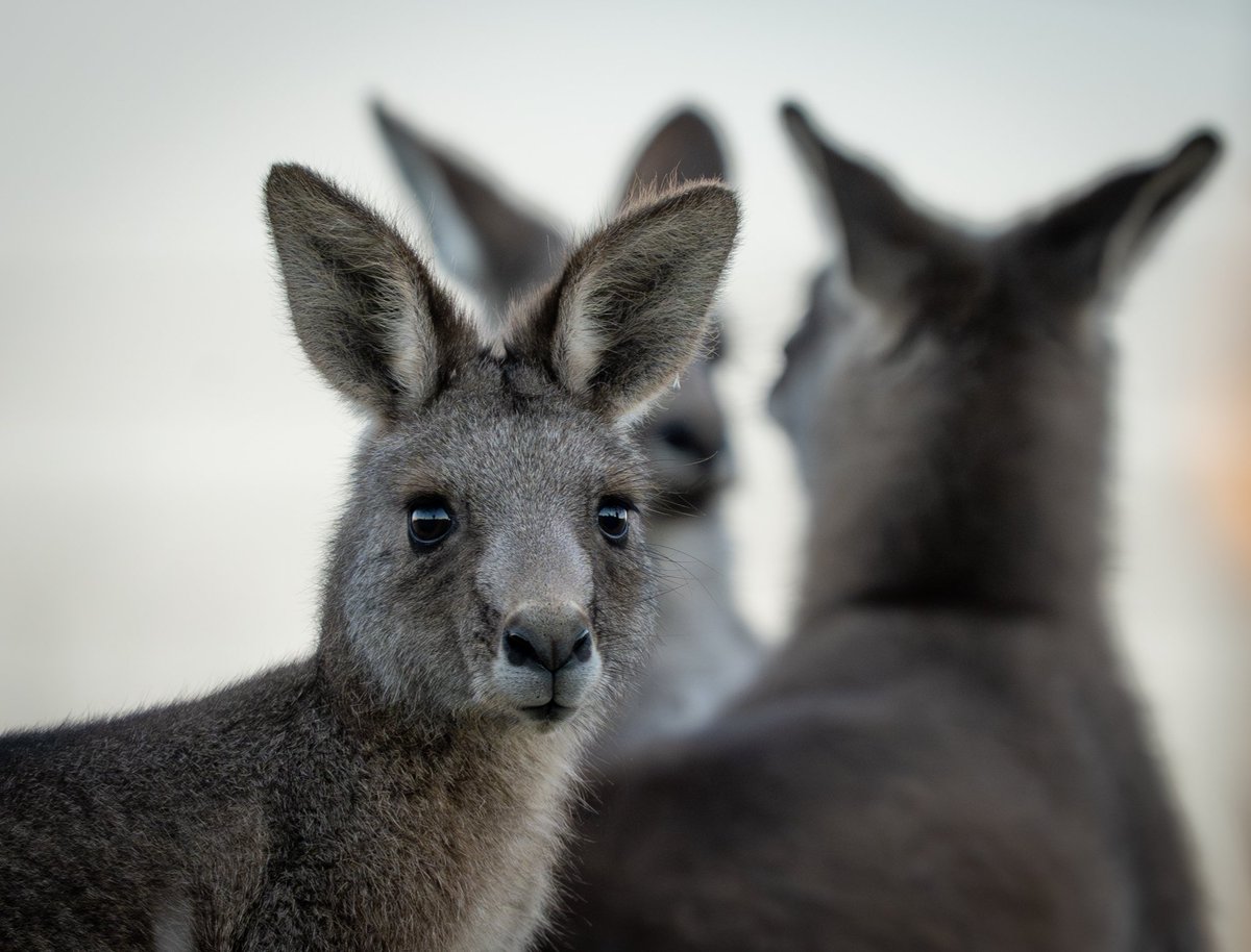 Canberra Things tweet media