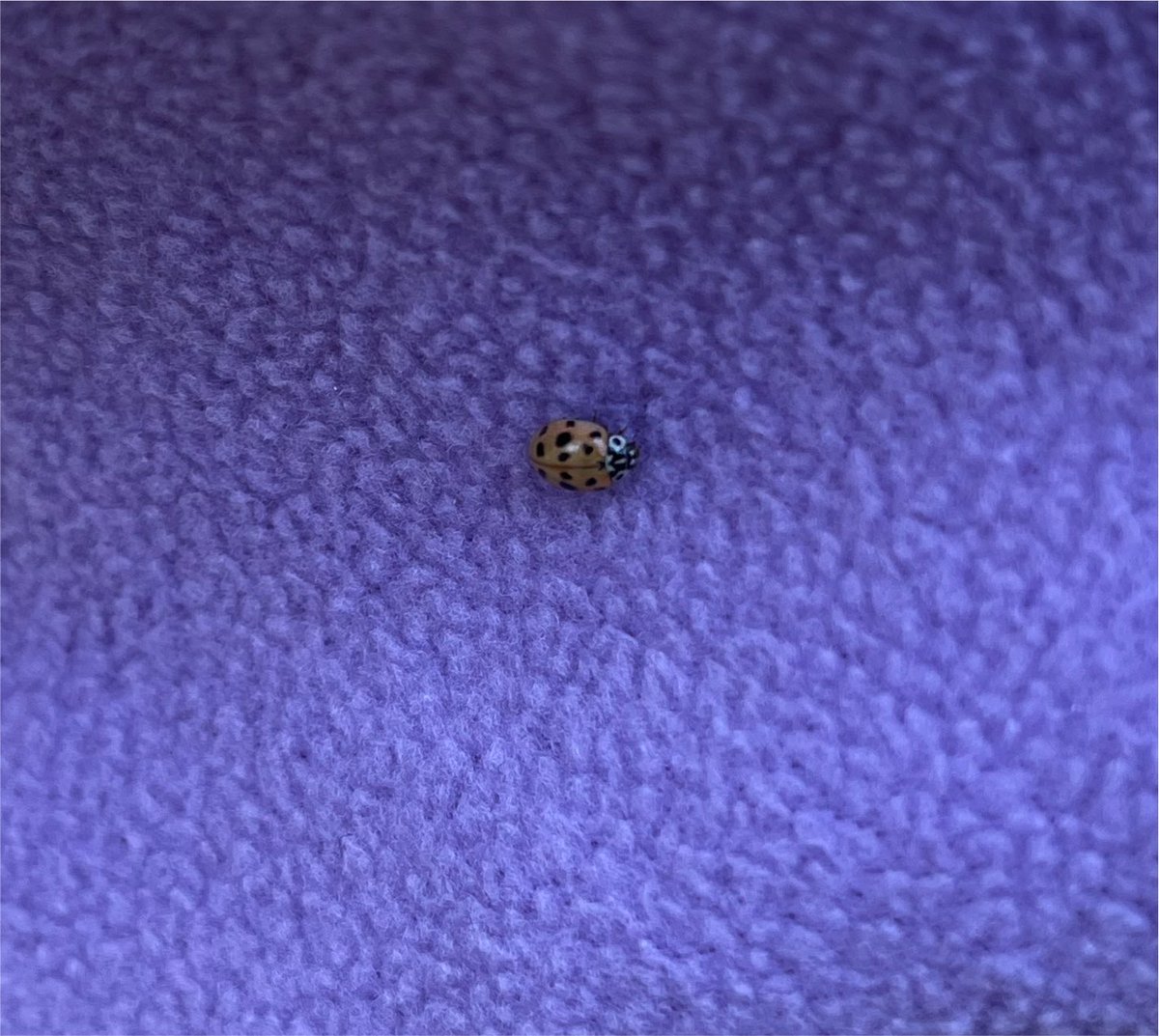 Gltnzky's tweet photo. Kınalıböcük 🐞 https://t.co/j6s0BroFdy