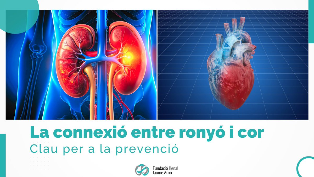 FundacioJArno's tweet photo. ⚠️ Atenció aquest estiu! La deshidratació no només afecta els teus #ronyons, és un senyal d'alerta silenciosa per al teu #cor.

💧 Hidrata't 
 🥗 Cuida la dieta
 ☀️ Protegeix-te del sol

La salut renal i la cardiovascular van de la mà. 💙
 #SalutRenal
https://t.co/dVJHuocBvW https://t.co/viexRuW2r0