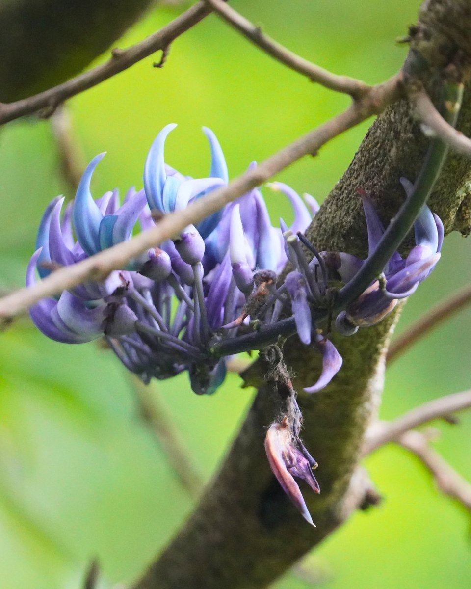MasungiGeo's tweet photo. A little surprise from the forest!

JC’s Vine decided to bloom a little out of season. While its usual blooming season may have passed, these delicate flowers made an unexpected appearance near our briefing areas, giving us another reason to smile 😊 

Sign the petition to relocate Vena Group's wind project away from Masungi Georeserve and the Sierra Madre:
📌 For organizations: https://t.co/NffPf6ZjZo
📌 For individuals: https://t.co/34ZYIEthlA