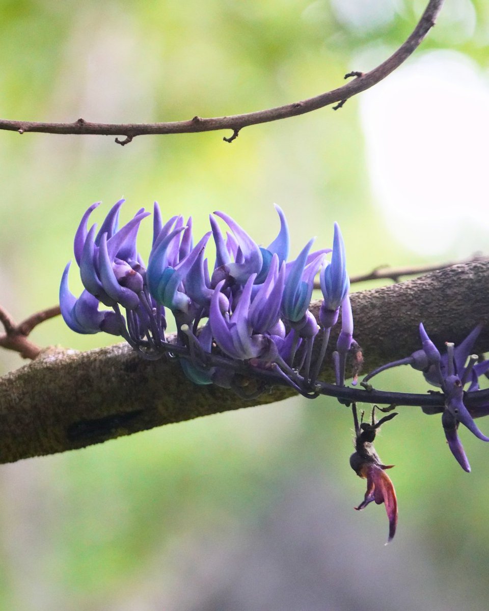 MasungiGeo's tweet photo. A little surprise from the forest!

JC’s Vine decided to bloom a little out of season. While its usual blooming season may have passed, these delicate flowers made an unexpected appearance near our briefing areas, giving us another reason to smile 😊 

Sign the petition to relocate Vena Group's wind project away from Masungi Georeserve and the Sierra Madre:
📌 For organizations: https://t.co/NffPf6ZjZo
📌 For individuals: https://t.co/34ZYIEthlA