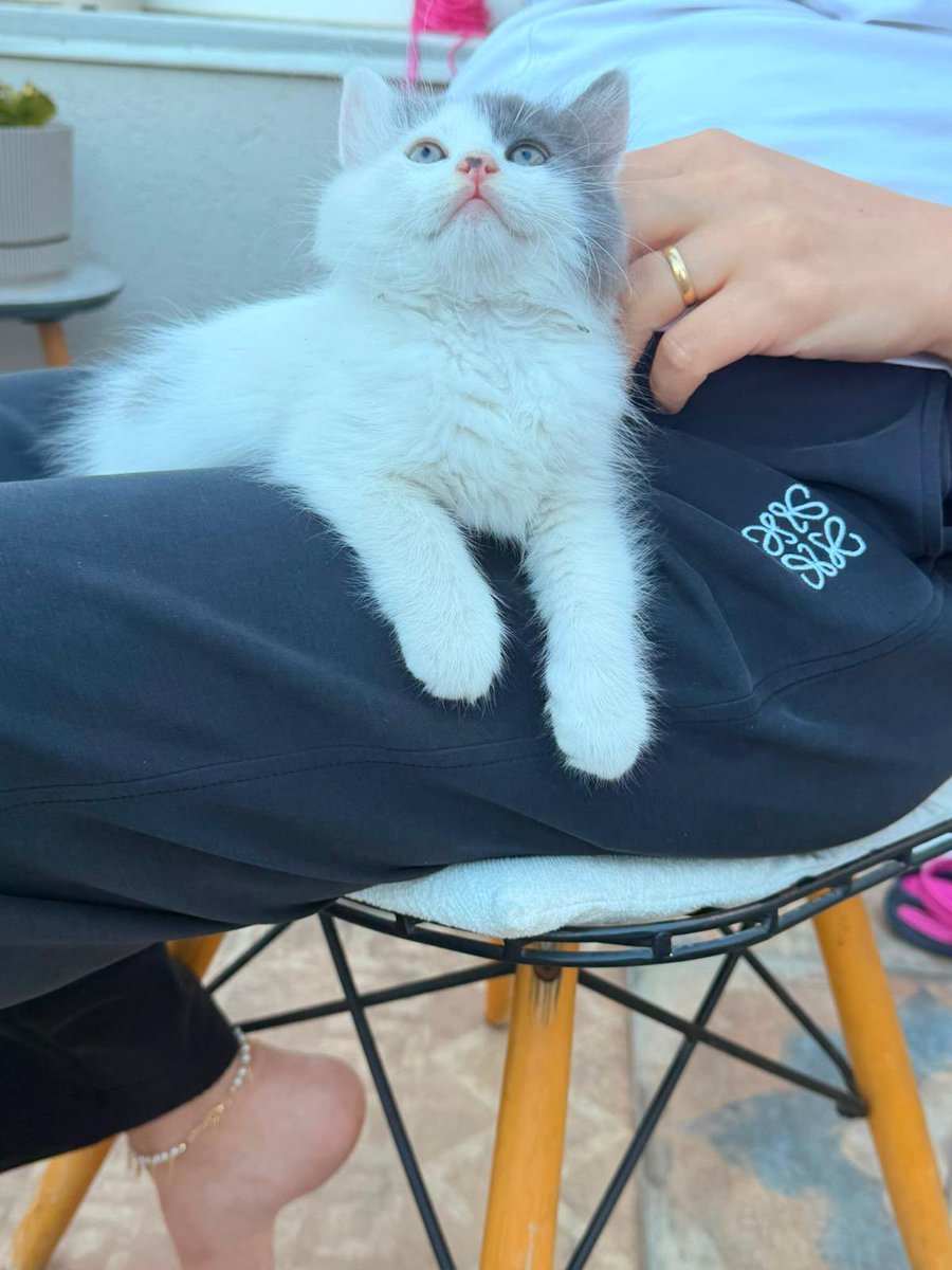 Badiko_'s tweet photo. Yuvalandıktan 2 saat sonra alerjileri çıktığı için geri gelen bebeğime acil yuva gerekiyor 🥺🥺 https://t.co/gFyYyC1wqS