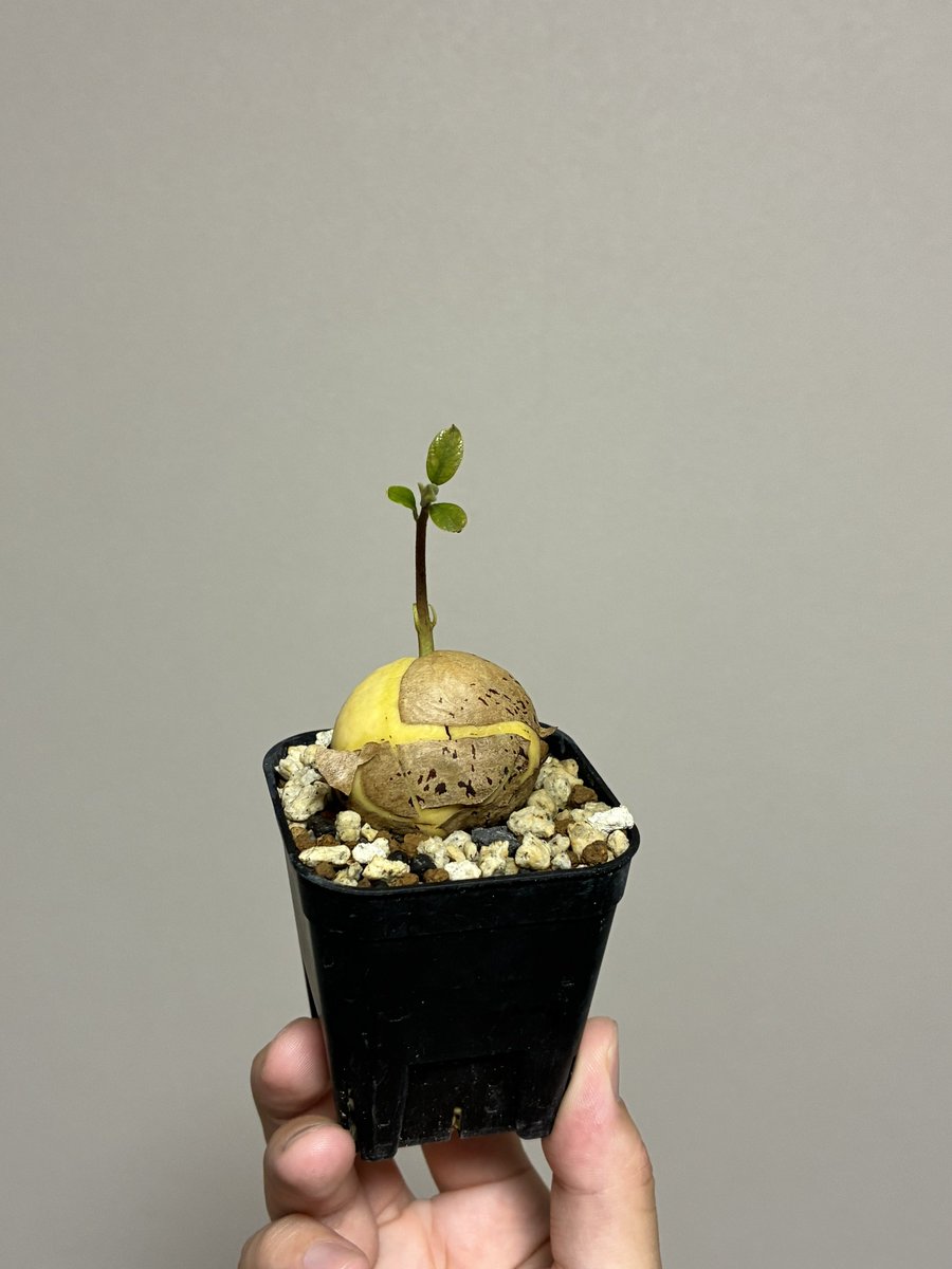 VfscSTuuTSkSL28's tweet photo. 夏休み息子が世話してるアボカド🌱 https://t.co/L5fLcRIIVD