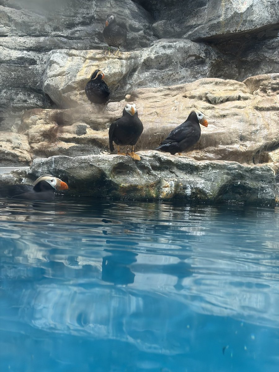 reshiiku's tweet photo. 念願の大洗水族館✨🦈 https://t.co/Ye7lJQp7P4