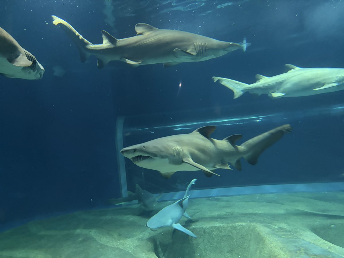 reshiiku's tweet photo. 念願の大洗水族館✨🦈 https://t.co/Ye7lJQp7P4