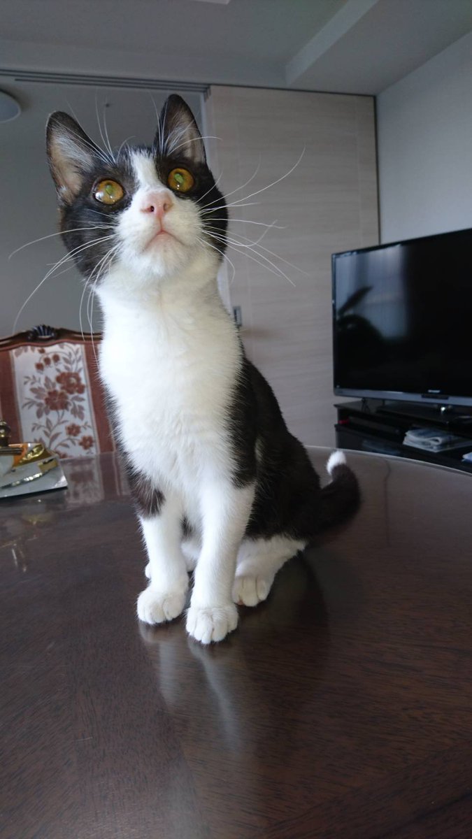 animalsearchK's tweet photo. 無事当日に解決！

逃走日:7月30日
9時頃から見当たりません
逃げた地域:札幌市中央区  
逃げた状況:南側ベランダの窓から逃げ出した。
名前: 福ちゃん
性別:オス
去勢避妊:去勢済み
年齢:８月で８歳
#迷子猫
#猫探偵札幌
#猫探偵
#アニマルサーチ絆
#ペット探偵
※ポスティングが大事 https://t.co/FM0ismJnDM