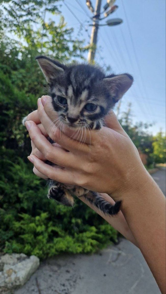 MBelyj2972's tweet photo. Одесса 
Людям под машину кинулся котенок. Временно оставили себе , держать не могут долго из аллергии. 
Просят помочь в распространении объявления.
Котенок мальчик . Может кому-то нужен . 
Контактный номер.
Район червонный хутор 
+380500794005. Светлана https://t.co/wC08P3pY1d