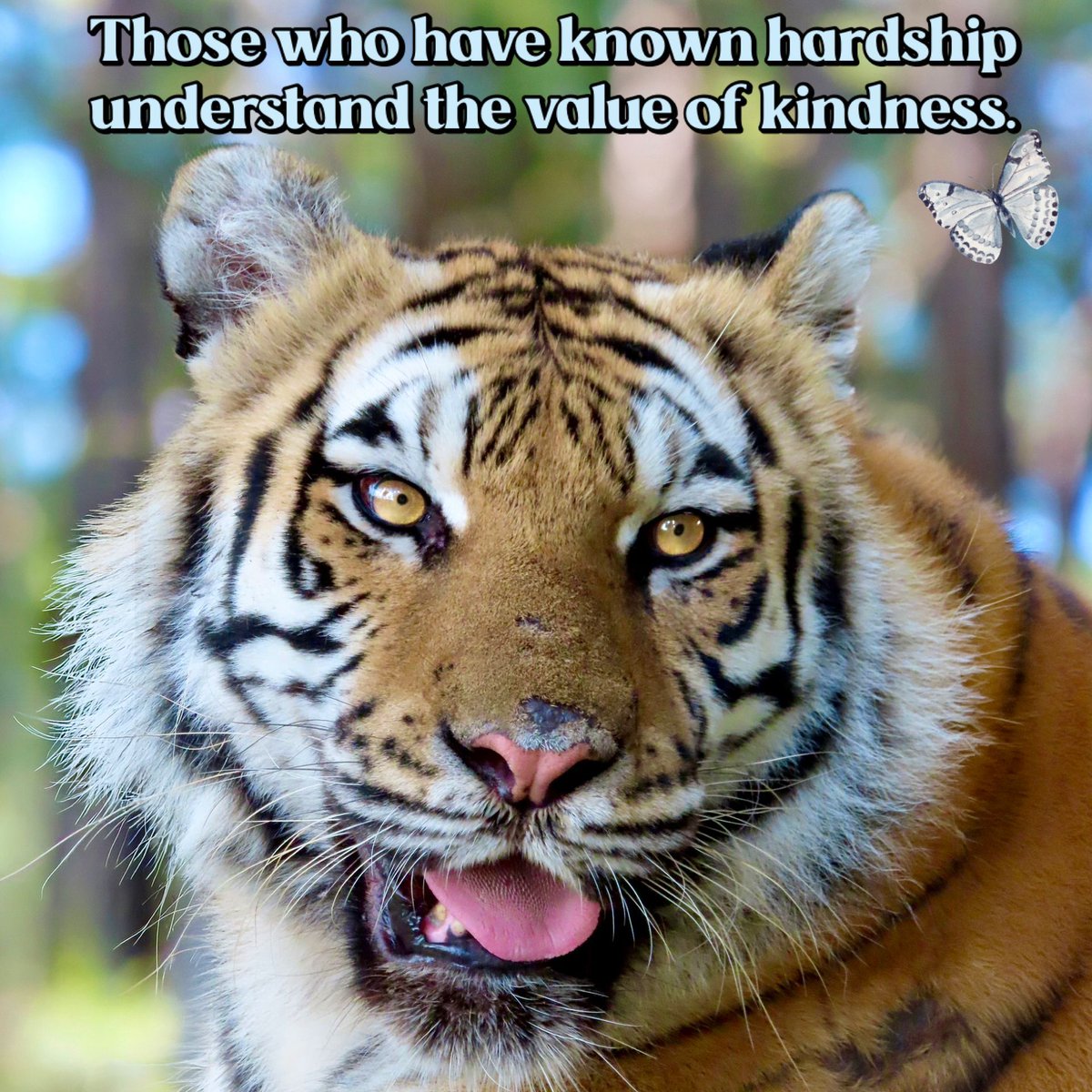 BigCatRescue's tweet photo. “Those who have known hardship understand the value of kindness.”
#AriaTiger #BigCatRescue #Tiger #Kindness #Thursday #KindnessMatters https://t.co/yZOM3cbuLQ