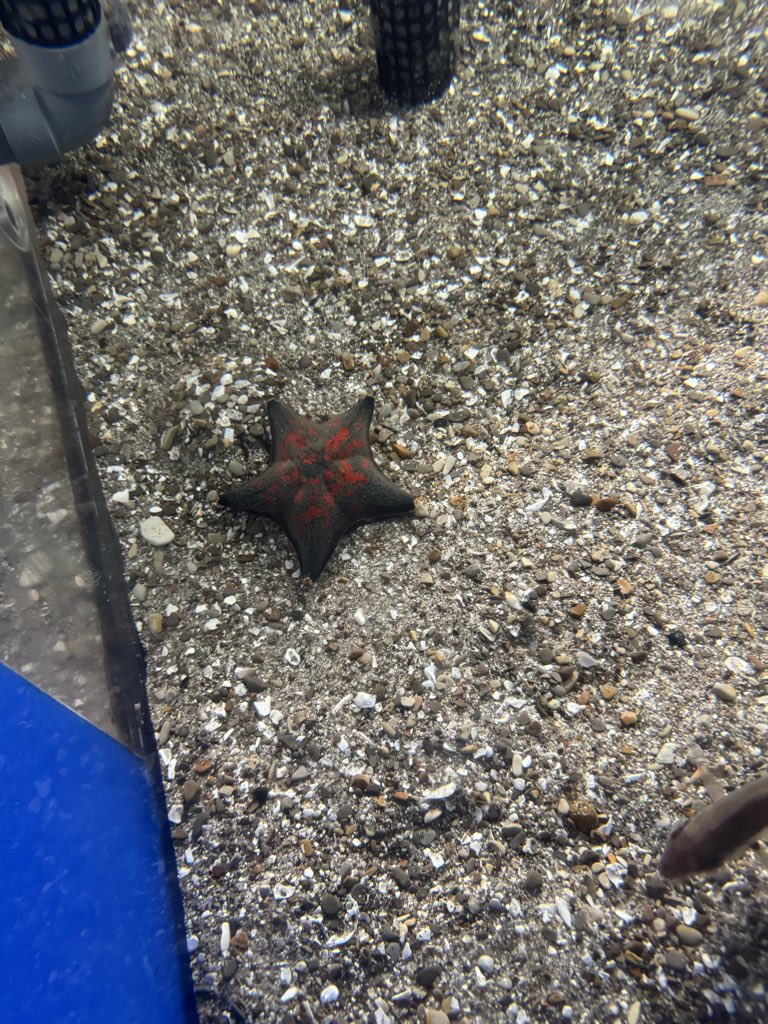 kamo41261's tweet photo. 名古屋港水族館🐟
（じいさん飼育員キャラなのでとても似合う）
シャチもイルカも魚たちもみんなかわいかったよ。

そろそろ自宅（現実）に帰りますね…🚅 https://t.co/7DGAnomZV9