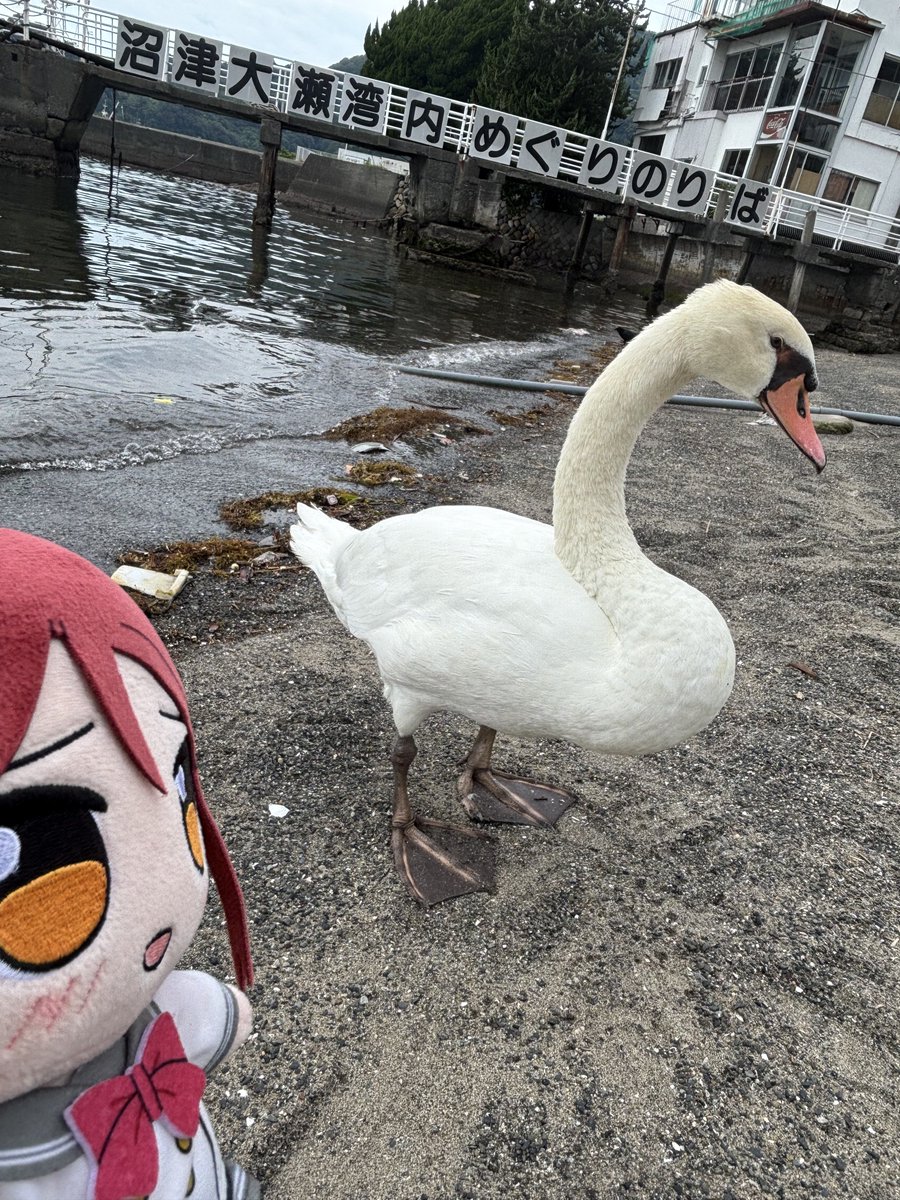 Easyfight_'s tweet photo. 梨子ちゃん、三津浜のボス(？)だよ……🪿👑 https://t.co/SRfdRFoNye
