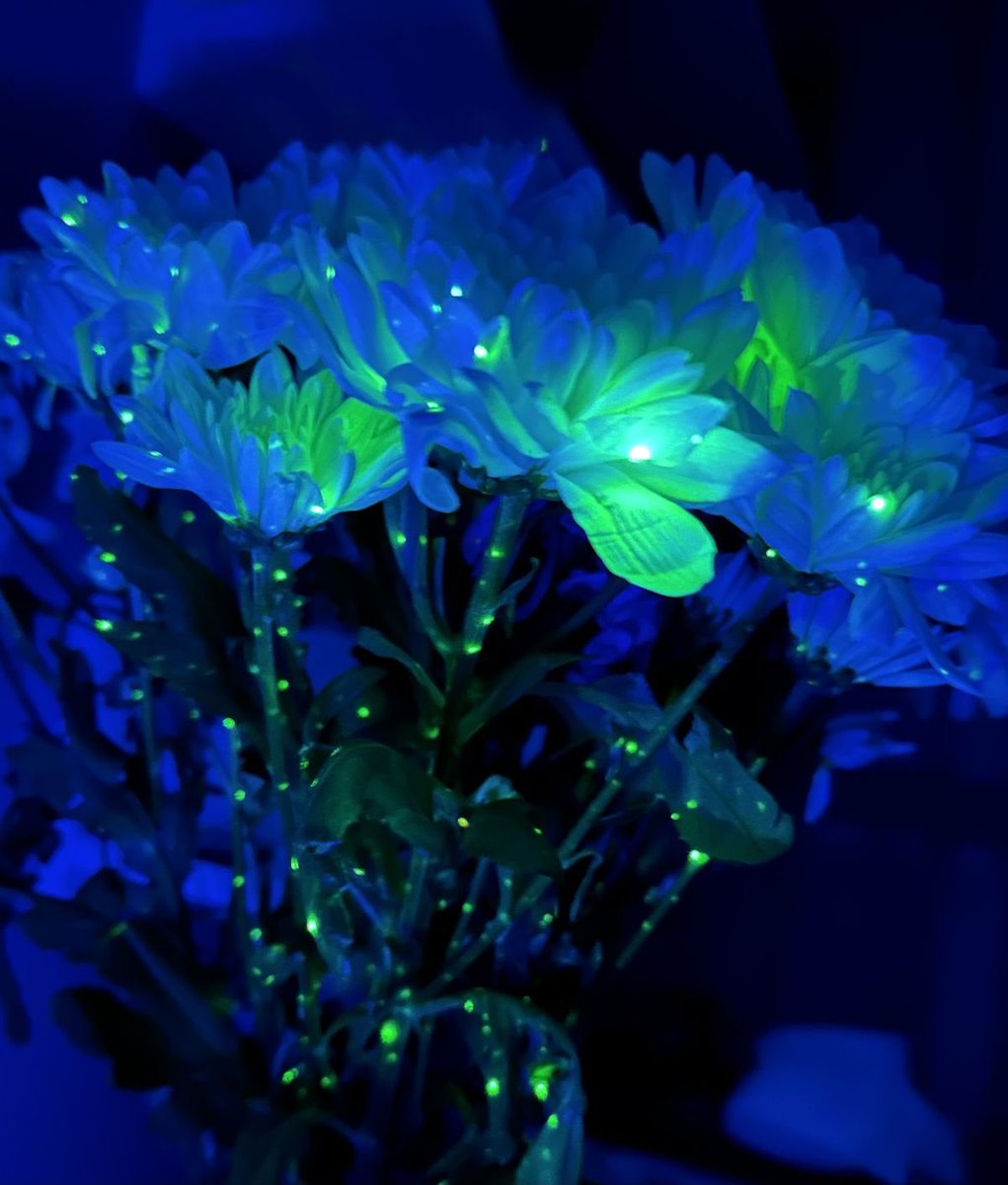LiminaliTyr's tweet photo. Blue green https://t.co/LcMvZAyFQT