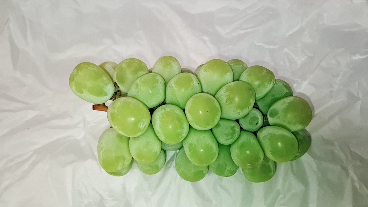 ExodusLegend123's tweet photo. シャインマスカット甘くて美味しい🍇 https://t.co/mcSyxJjQFe