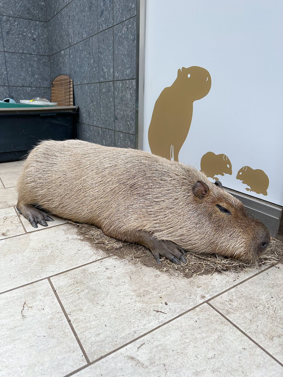 capyvillage's tweet photo. ごろーんとまるで飛んでいるようなとんちゃん🪽
#カピバラ #capybara #tokyo #動物カフェ https://t.co/esw6fEsp0w