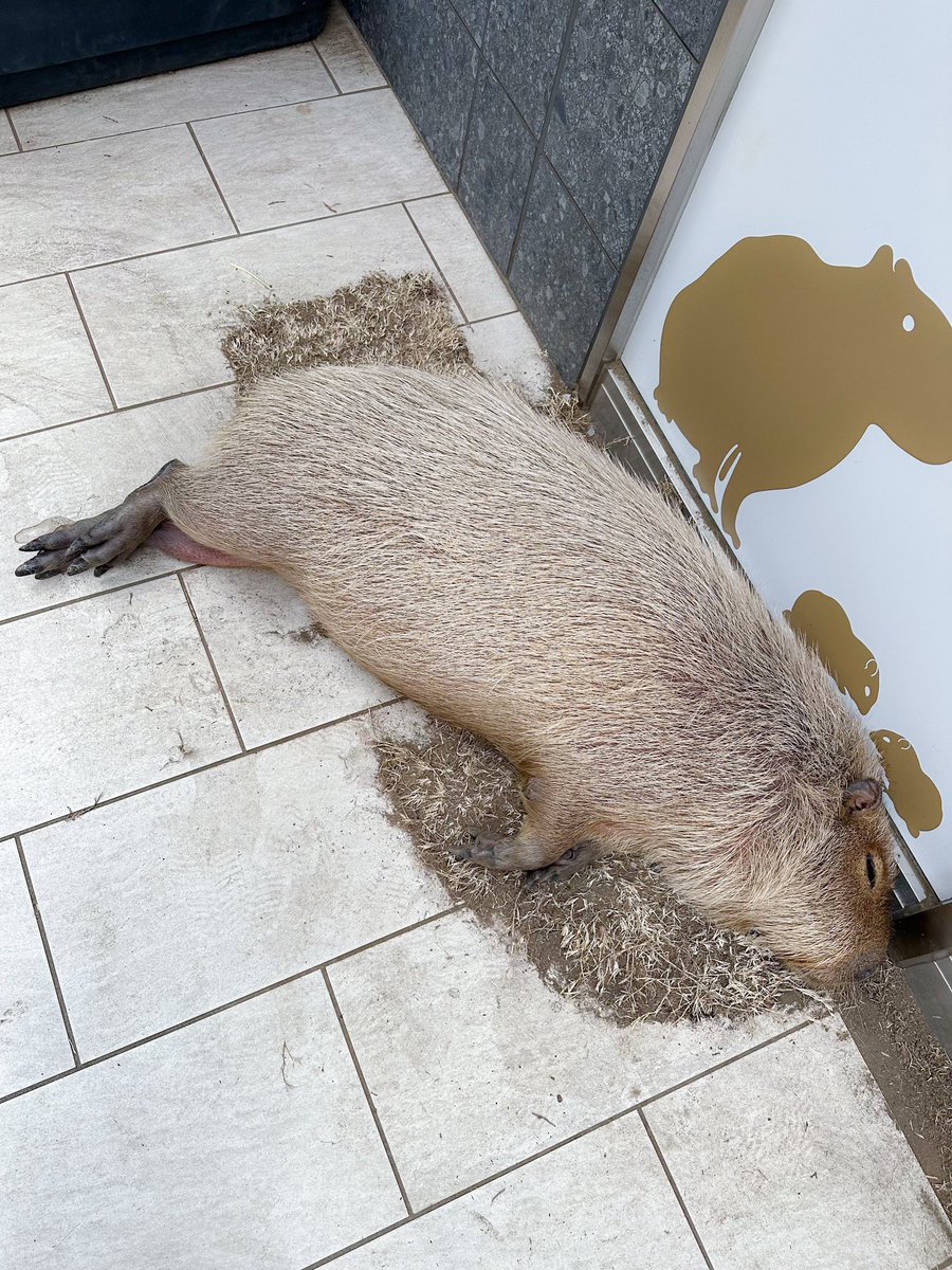 capyvillage's tweet photo. ごろーんとまるで飛んでいるようなとんちゃん🪽
#カピバラ #capybara #tokyo #動物カフェ https://t.co/esw6fEsp0w