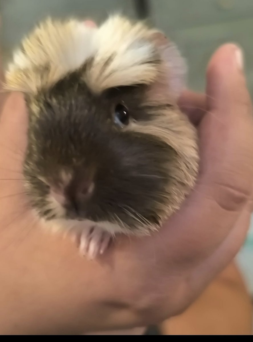 A03872201's tweet photo. Darf ich mich vorstellen ich bin die kleine neue Milli♥️ 🐹♥️ https://t.co/tQktP1cQ78
