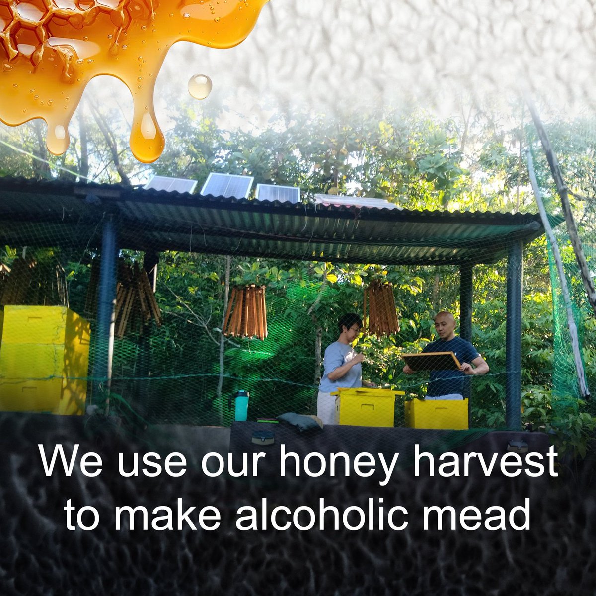 lamesamead's tweet photo. We use our honey harvest to make alcoholic mead.

Mead is an alcoholic drink created by fermenting honey and is widely associated with the Viking culture. 

Shopee - https://t.co/Jyuipa18WW

Lazada - https://t.co/rSng8Tdwv5

For 18+ Only. Drink Responsibly! https://t.co/9D6vIMBGVp
