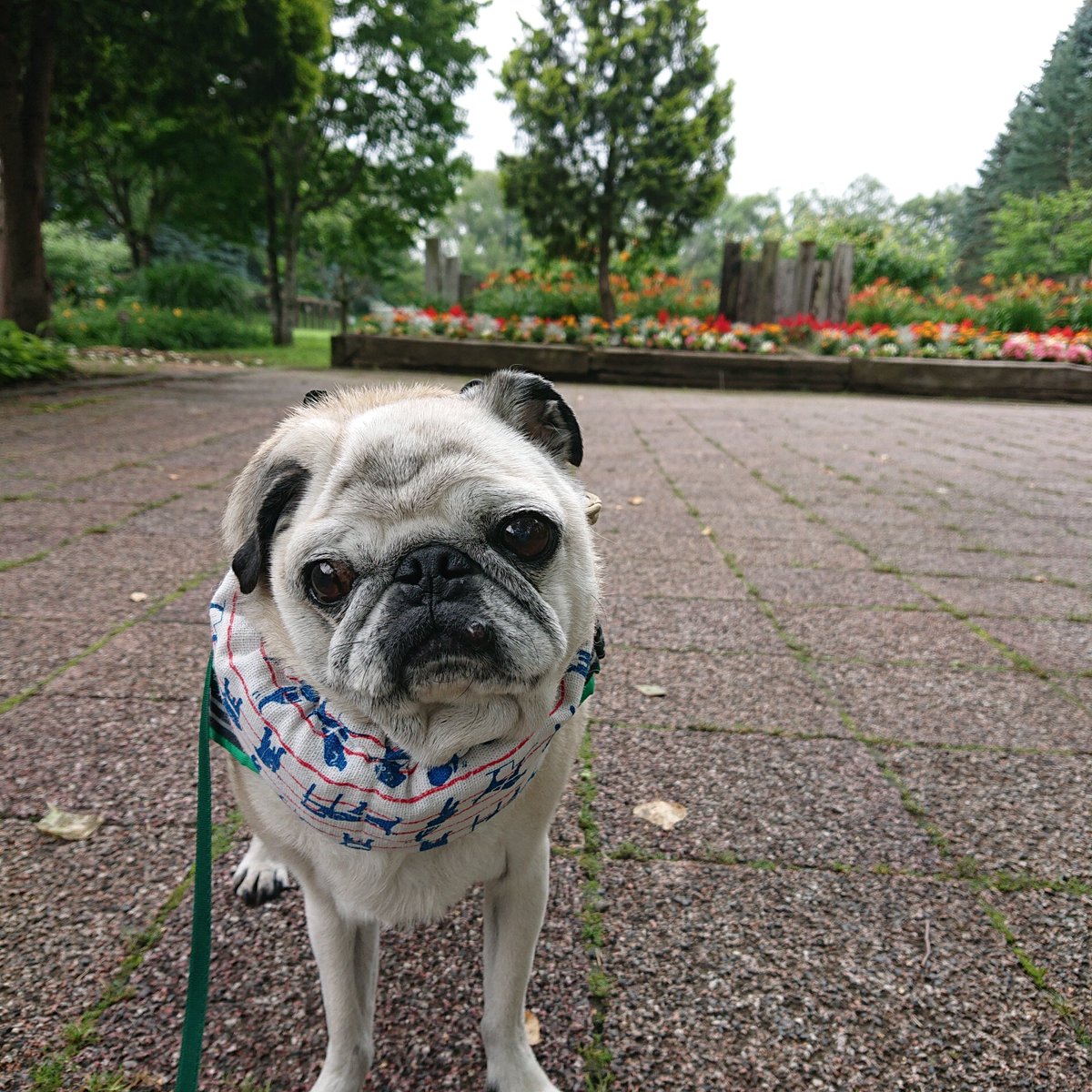 uzgnat's tweet photo. 🐶🐾うりネッククーラー巻いて、あさんぽしたよ〜🥰
(2022.7月 13歳)
#パグ #pug #鼻ぺちゃ
#お空組🌈 https://t.co/HXx6QrGoZt