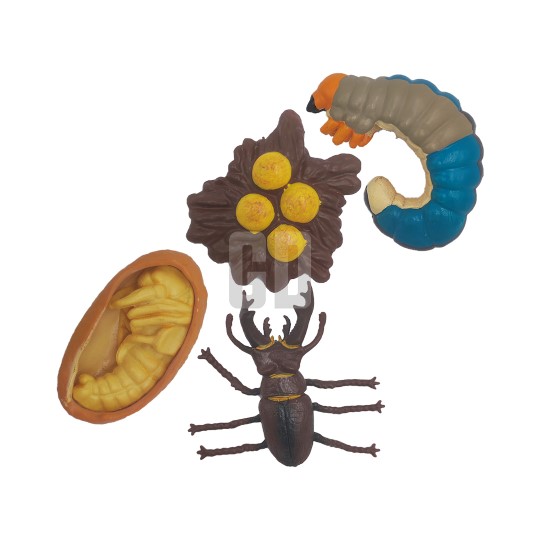 TsengGd's tweet photo. Discover the stag beetle's life cycle! This hands-on, four-stage set guides kids from egg to mighty beetle, making nature exploration fun for little hands.

Product Information:
https://t.co/yrlCViGaPI

#stagbeetle #growthcycle #insects #education #biology #gdtseng https://t.co/HZ5j0v24rt